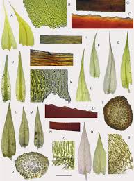 Attēlu rezultāti vaicājumam “Rhynchostegiella tenella sporophyte”