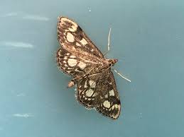 Attēlu rezultāti vaicājumam “Anania stachydalis”