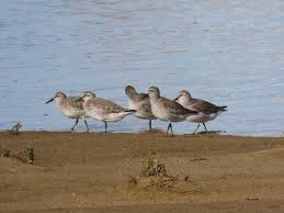 Attēlu rezultāti vaicājumam “Calidris canutus adult”