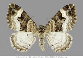 Attēlu rezultāti vaicājumam “Xanthorhoe biriviata”