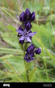 Attēlu rezultāti vaicājumam “Swertia perennis flower”