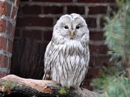 Attēlu rezultāti vaicājumam “Strix uralensis”