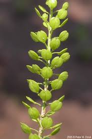 Attēlu rezultāti vaicājumam “Lepidium densiflorum flower”