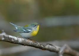 Image result for Parula americana