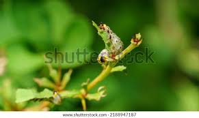 Attēlu rezultāti vaicājumam “Nematus ribesii”