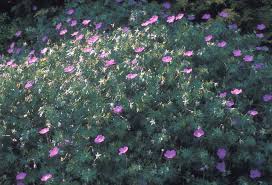 Attēlu rezultāti vaicājumam “Geranium sanguineum flower”