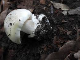 Attēlu rezultāti vaicājumam “Amanita phalloides”