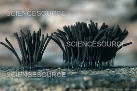 Attēlu rezultāti vaicājumam “Stemonitis fusca”