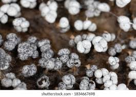 Attēlu rezultāti vaicājumam “Physarum confertum sessile”