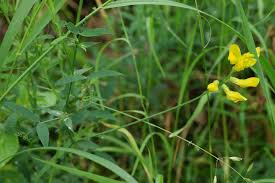 Attēlu rezultāti vaicājumam “Lathyrus pratensis fruit”