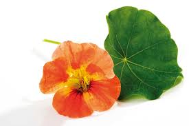 Attēlu rezultāti vaicājumam “Tropaeolum majus leaf”