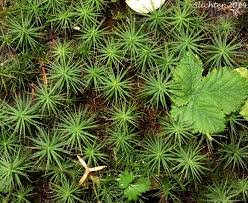Attēlu rezultāti vaicājumam “Polytrichum juniperinum”