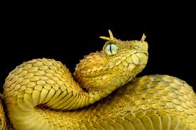 Attēlu rezultāti vaicājumam “Petractis sp.”