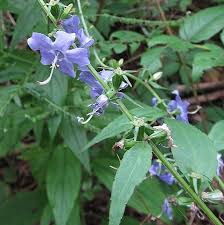 Image result for Campanula americana