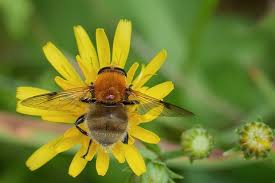 Attēlu rezultāti vaicājumam “Arctophila superbiens”