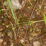 Attēlu rezultāti vaicājumam “Luzula pilosa fruit”