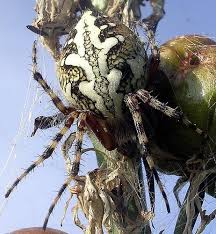 Attēlu rezultāti vaicājumam “Aculepeira ceropegia”