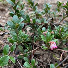 Attēlu rezultāti vaicājumam “Arctostaphylos uva-ursi”