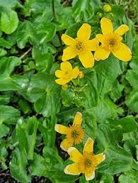 Attēlu rezultāti vaicājumam “Caltha palustris flower”