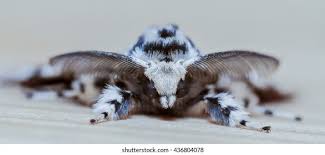 Attēlu rezultāti vaicājumam “Lymantria monacha imago”