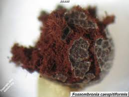 Attēlu rezultāti vaicājumam “Fossombronia wondraczekii sporophyte”