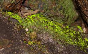 Attēlu rezultāti vaicājumam “Schistostega pennata”