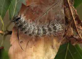 Attēlu rezultāti vaicājumam “Lymantria monacha pupa”