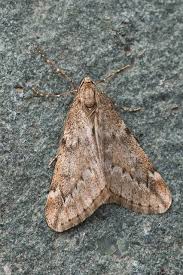 Attēlu rezultāti vaicājumam “Alsophila aescularia”