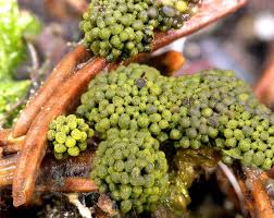 Attēlu rezultāti vaicājumam “Physarum virescens macro”