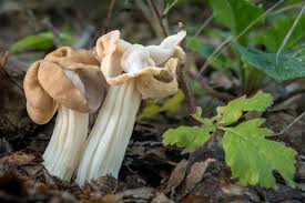 Attēlu rezultāti vaicājumam “Helvella”