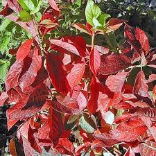 Attēlu rezultāti vaicājumam “Euonymus europaeus leaf”