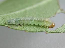 Attēlu rezultāti vaicājumam “Schizotus pectinicornis larva”