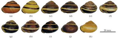 Attēlu rezultāti vaicājumam “Cepaea nemoralis”