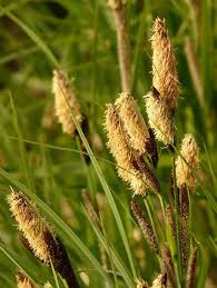 Attēlu rezultāti vaicājumam “Carex acutiformis flower”