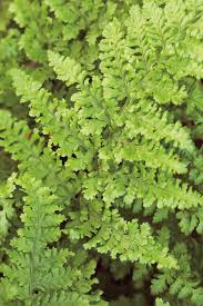 Attēlu rezultāti vaicājumam “Dryopteris dilatata”