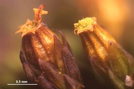 Attēlu rezultāti vaicājumam “Orthotrichum pumilum”