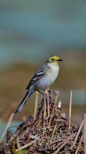 Attēlu rezultāti vaicājumam “Motacilla citreola”