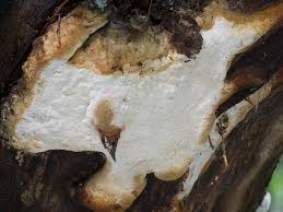 Attēlu rezultāti vaicājumam “Antrodia pulvinascens”