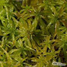 Attēlu rezultāti vaicājumam “Sphagnum palustre sporophyte”