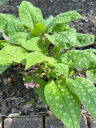 Image result for Pulmonaria officinalis