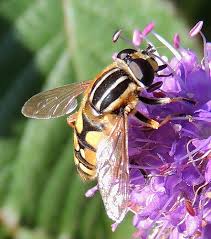 Attēlu rezultāti vaicājumam “Helophilus pendulus”