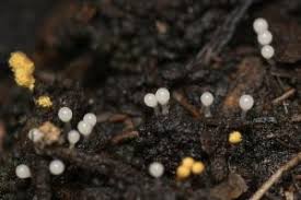 Attēlu rezultāti vaicājumam “Hemitrichia leiotricha”