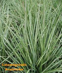 Attēlu rezultāti vaicājumam “Calamagrostis canescens leaf”