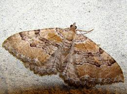 Attēlu rezultāti vaicājumam “Hydria cervinalis”