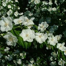 Attēlu rezultāti vaicājumam “Philadelphus lemoinei”