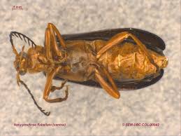 Attēlu rezultāti vaicājumam “Pyrochroidae imago”