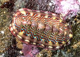 Attēlu rezultāti vaicājumam “Mollusca”