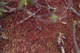 Attēlu rezultāti vaicājumam “Sphagnum fuscum”