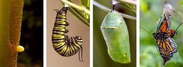 Image result for monarch caterpillar