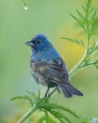 Image result for Passerina cyanea